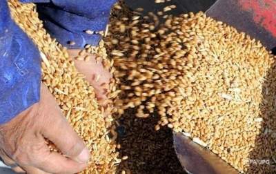 Украина может заменить Канаду в поставках пшеницы в Саудовскую Аравию