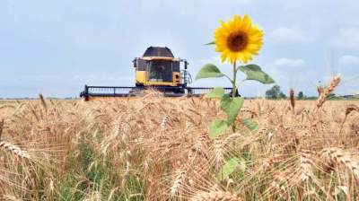 Урожай зерновых в Украине снизился