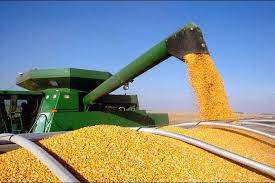 Украина ожидает рекордный урожай кукурузы